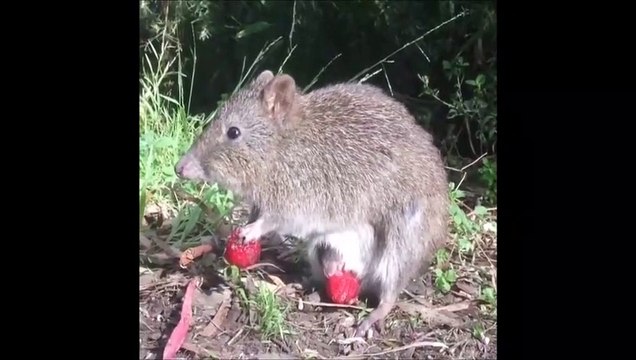 Arriverez-vous à trouver le bébé rat bien caché dans la poche de sa mère