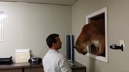 Son puma lui rend visite par la fenetre pour lui faire un gros calin