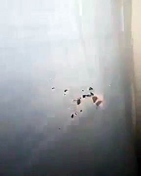 Mais quel monstre se cache derrière ce rideau... Miaou