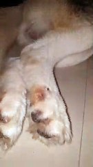 Chien endormi avec un long filet de bave