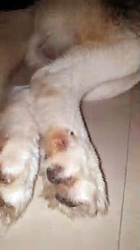 Chien endormi avec un long filet de bave