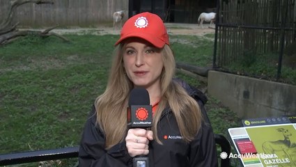 Scimitar-horned Oryx making a comeback from extinction