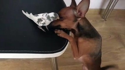 Puppy Plays with a Parrot