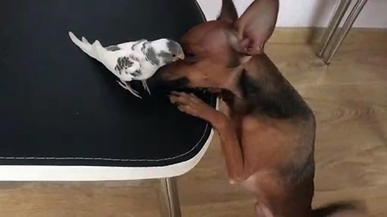 Puppy Plays with a Parrot
