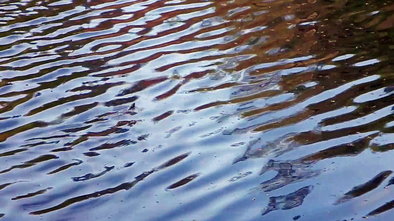 Grass Snake, Beekhuizen
