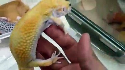 사하지구출장안마 -후불100%∭Ø7Øc7575kØØ54｛카톡GD951}사하지구전지역출장마사지샵'예약'사하지구출장Øq안마dv사하지구출장안마coe여3사하지구마사지황형 사하지구모텔