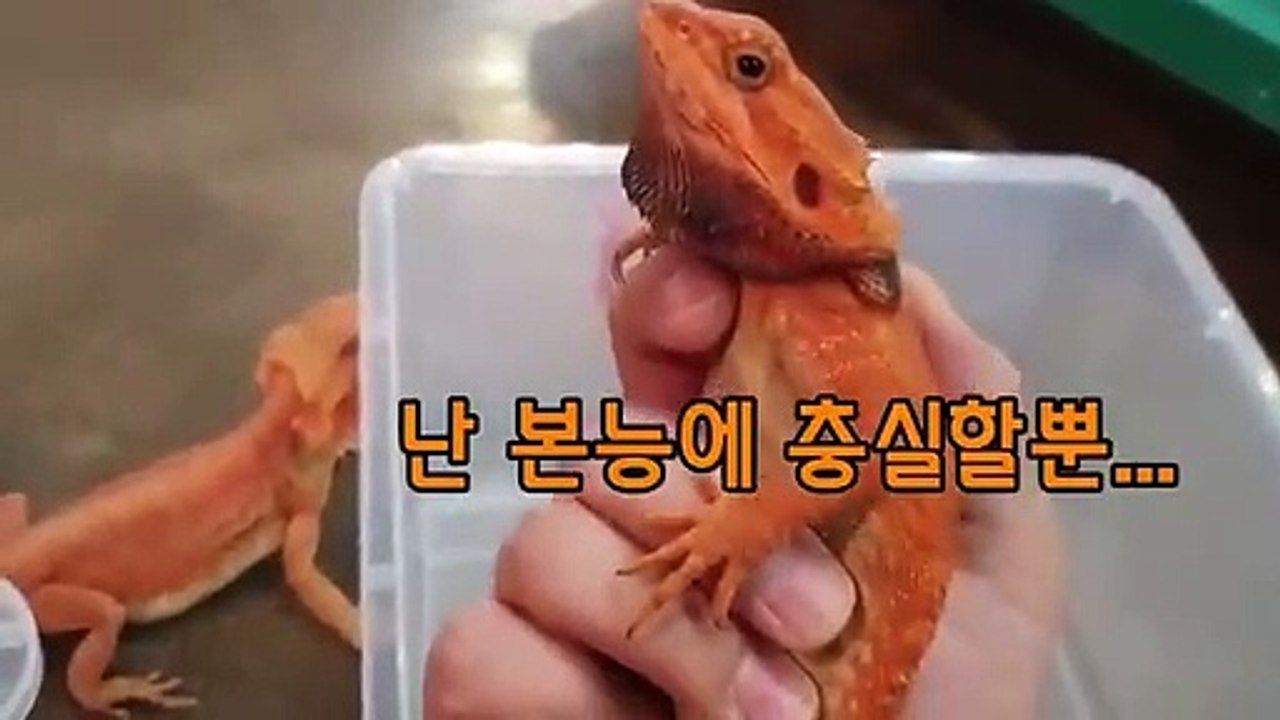 거제출장안마 -후불100%∭Ø7Øp7333w9649｛카톡OP1541｝거제전지역출장마사지샵'예약'거제출장nq안마Øv거제출장안마cos여3거제마사지황형 거제오피걸