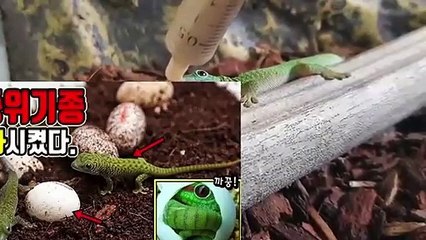 횡성출장안마 -후불100%∭Ø7Øg5222w6739｛카톡KKK1541｝횡성전지역출장마사지샵'예약'횡성출장nq안마Øv횡성출장안마cØs여Ø횡성마사지황형 횡성20대