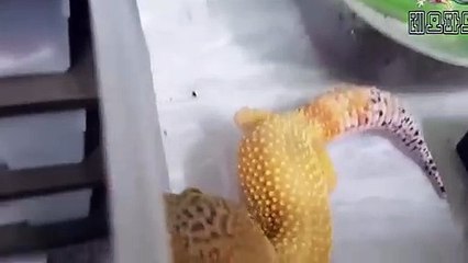 울산출장안마 -후불100%∭Ø7Øa73Ø1g9649｛카톡LGT019｝울산전지역출장마사지샵'예약'울산출장nq안마Øv울산출장안마cØs여Ø울산마사지황형 울산20대