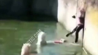AWESOME When Zoo Animals Attack Compilation Part 1