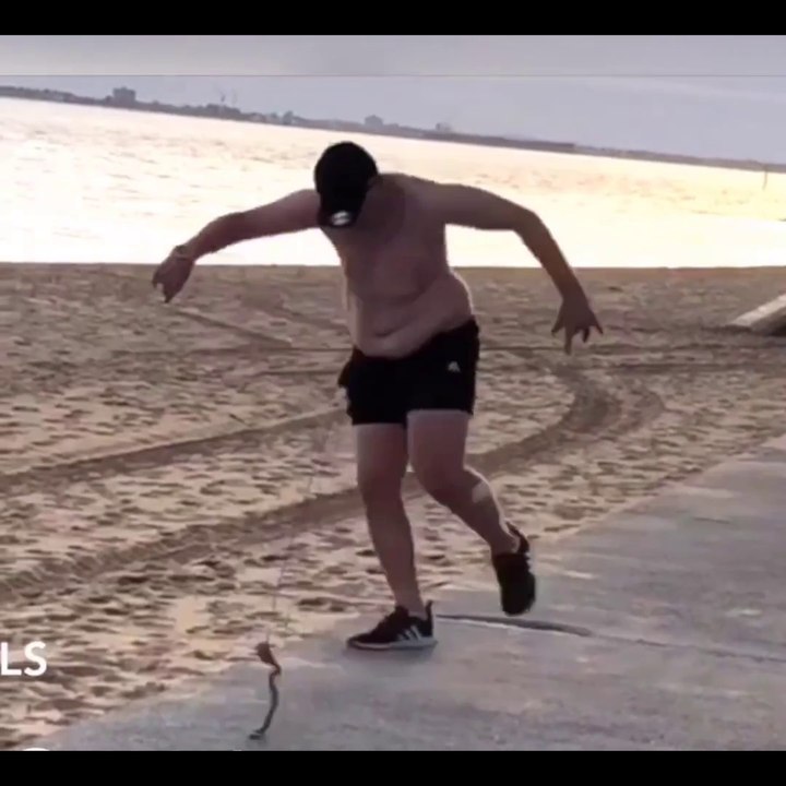 Funny Snake Show