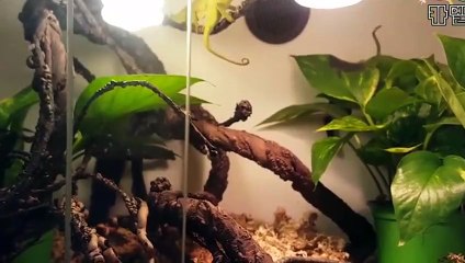 칠곡출장안마 -후불100%∭Ø7Øh7575nØØ62｛카톡LJ69}칠곡전지역출장마사지샵'예약'칠곡출장nq안마Øv칠곡출장안마cØs여Ø칠곡마사지황형 칠곡20대