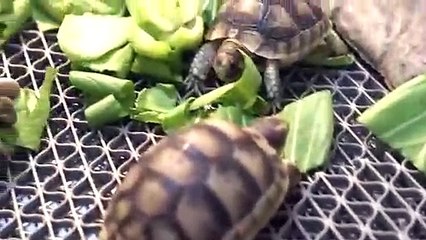 강원출장안마 -후불100%∭Ø1Øw2997d5327｛카톡DDR88}강원전지역출장마사지샵'예약'강원출장nØ안마dv강원출장안마cØs여Ø강원마사지황형 강원만남