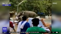 [투데이 영상] 흥분한 코끼리…'아무도 못 말려~'