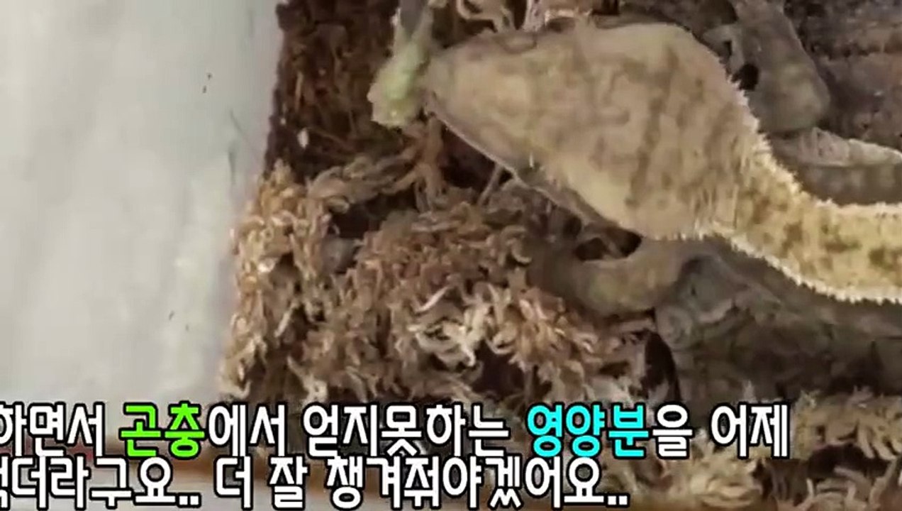 진도출장안마 -후불100%∭Ø7Øn8782v38ØØ｛카톡ZF66｝진도전지역출장마사지샵'예약'진도출장nØ안마dv진도출장안마cØs여Ø진도마사지황형 진도만남