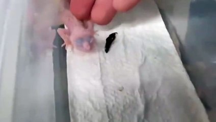 정왕동출장안마 -후불100%∭Ø7Øn8782v38ØØ｛카톡ZF66｝정왕동전지역출장마사지샵'예약'정왕동출장nØ안마dv정왕동출장안마cØs여Ø정왕동마사지황형 정왕동만남