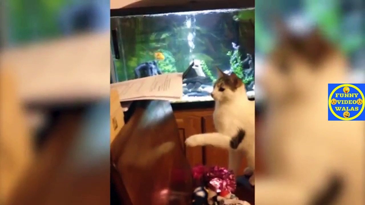 FUNNY VIDEO ep 172