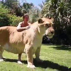 L'incroyable résultat d'hybride entre un lion et un tigre