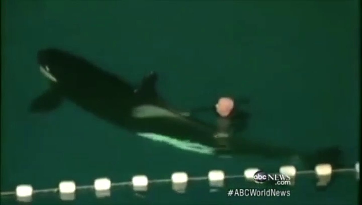 AWESOME When Zoo Animals Attack Compilation Part 3