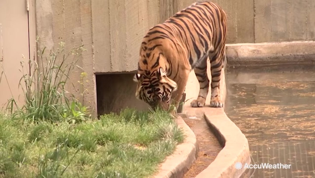 AccuWeather talks with Earth Day co-founder Denis Haynes