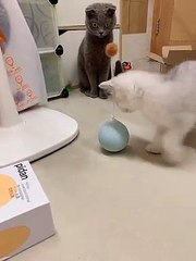 The magic ball and shocked kittens.