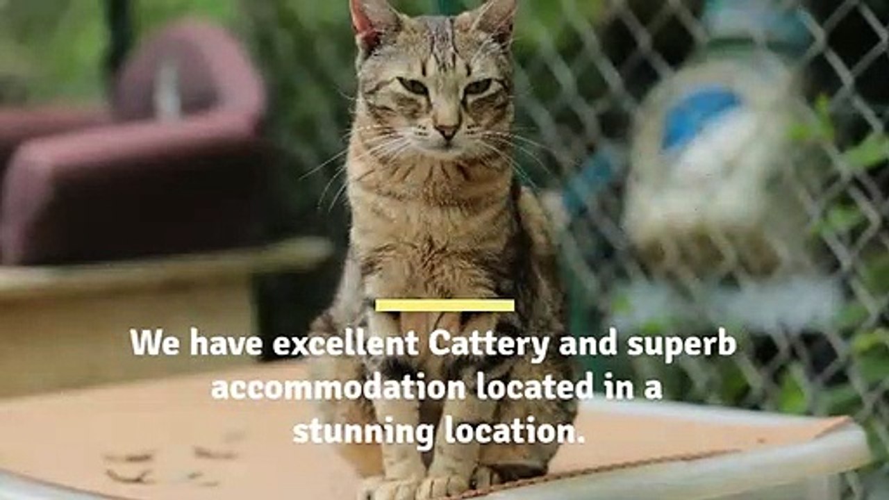 Looking for the best Cat Boarding near me? video Dailymotion
