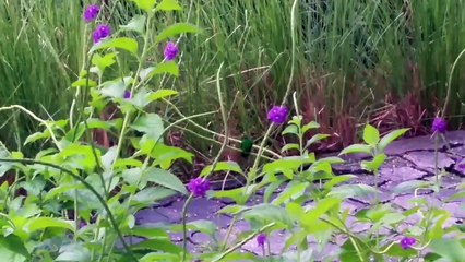 Things we see in Costa Rica  #9