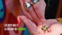 Pays-Bas : il milite pour la culture du cannabis