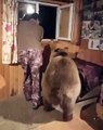 Lovely Giant  Bear Stock Footage - Funny bear