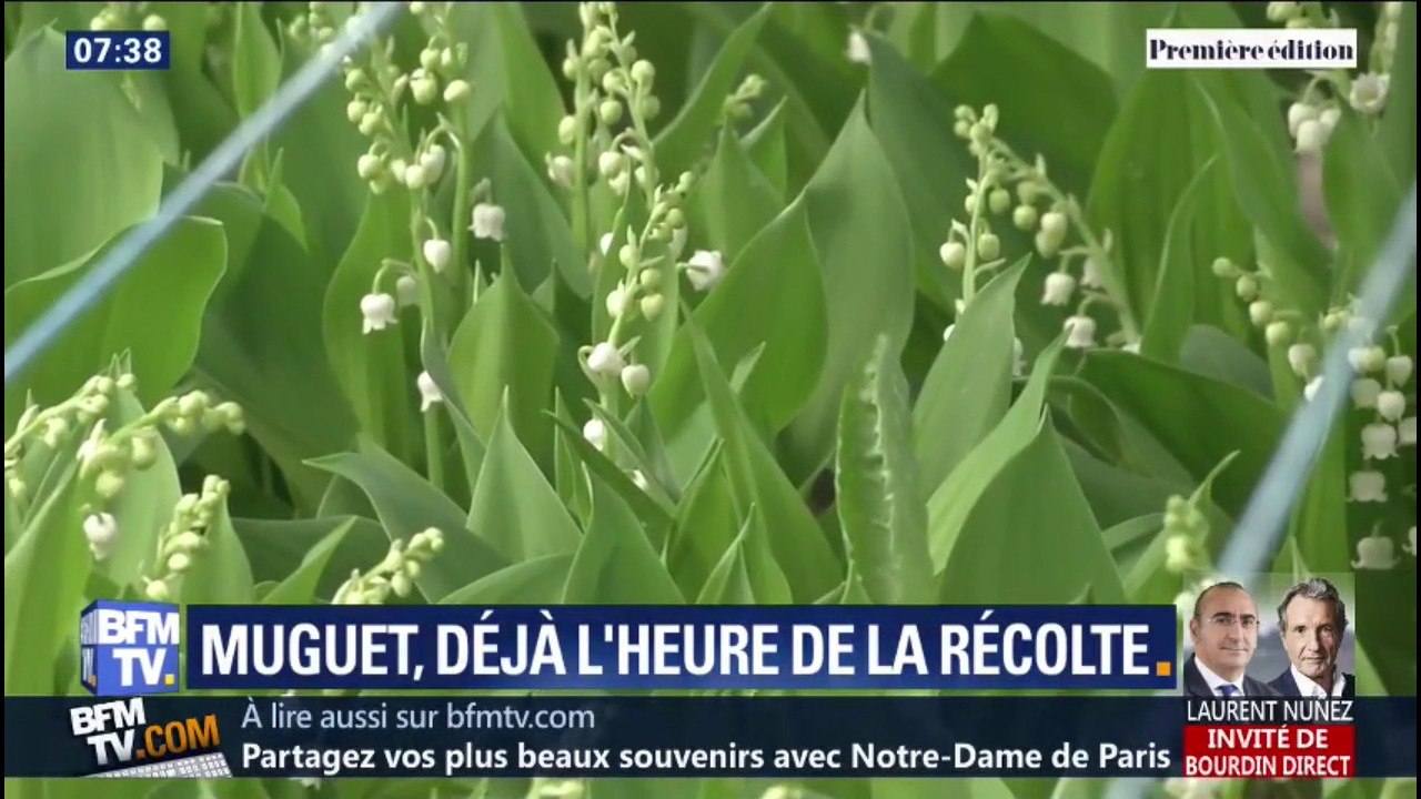 Une récolte du muguet précoce qui promet de bel...