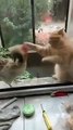 The fight between cat and chickens - Lovely Animals