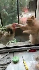The fight between cat and chickens - Lovely Animals