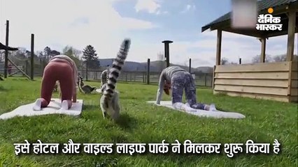 लैमूर संग योग क्लासेस, तनाव दूर करने का दावा