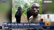 Un selfie avec deux gorilles