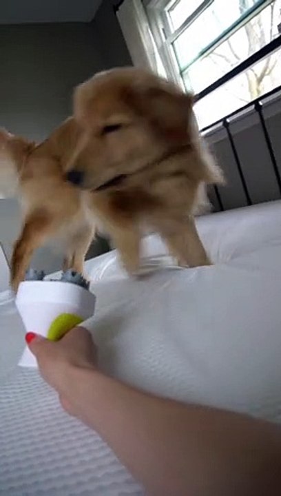 Doggo Doesn't Understand Head Massager