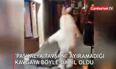 ‘Paskalya tavşanı’ ayıramadığı kavgaya dâhil oldu