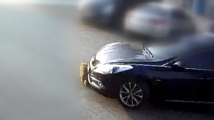 "3개월 밖에 안된 강아지를..." 무참히 짓밟고 간 남성 / YTN