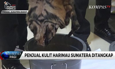Penjual Kulit Harimau Sumatera Ditangkap