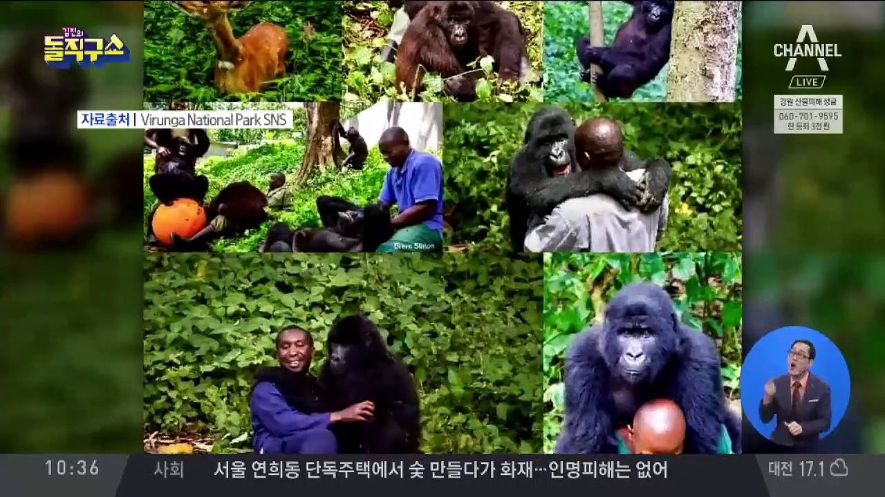 [핫플]두 발로 서서 뜻밖의 ‘인생샷’ 찍은 콩고 고릴라