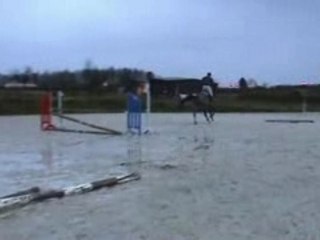 Qumba  ( 2004 ) stallion for sale by jaguar mail / bayard'el