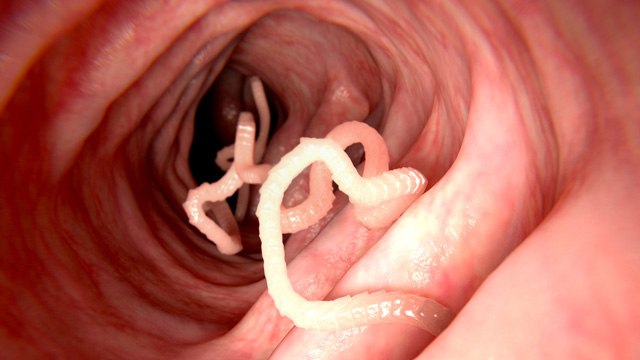 Parásitos gastrointestinales en perros: la tenia y otros cestodos