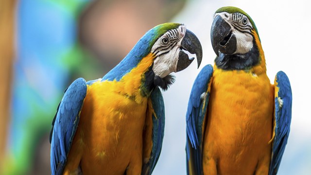 ¿Qué daños intestinales provocan los parásitos en las aves?