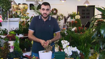 نصائح مهمة للعناية بالنباتات المنزلية