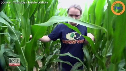 Une fillette de 3 ans retrouvée dans un champs de maïs grâce à un chien...