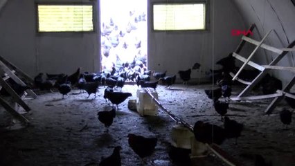 Kayseri Tarihi Köy Enstitüsündeki Okulda Her Öğrenciye Bir Tavuk