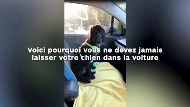 Voici pourquoi vous ne devez jamais laisser votre chien dans la voiture !