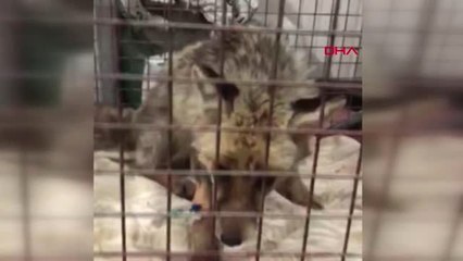 Afyonkarahisar Silahla Vurulan Gebe Tilki Kurtarılamadı