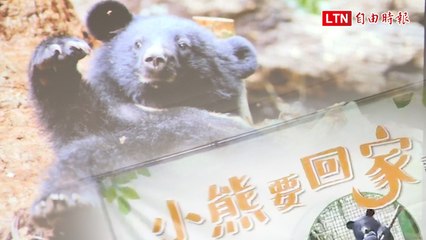 台灣第一隻台灣黑熊成功野放！南安妹子4/30可以回家了