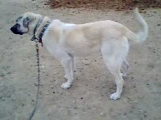 kangal kosker koyu (koksal)