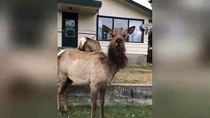 Funny moment docile elk suddenly charges filmer